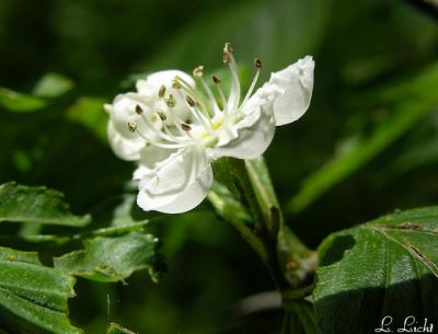 Lonely Little Blossom 106.jpg