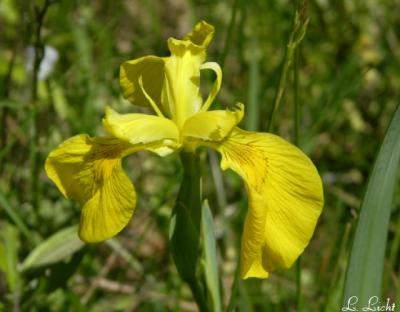 Wild Iris 135.jpg