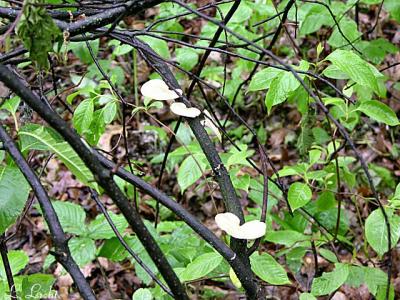 Little shrooms 046.jpg