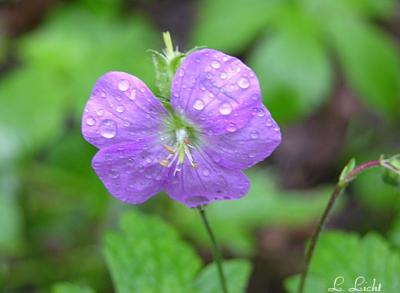 Raindrops 053.jpg