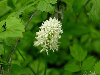 White Baneberry 034.jpg