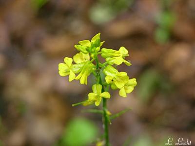 Winter Cress mustard 091.jpg