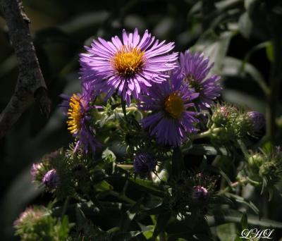 New England Aster 051.jpg