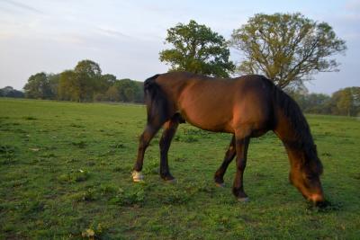 Sunset Horse