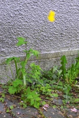 Yellow Blossom