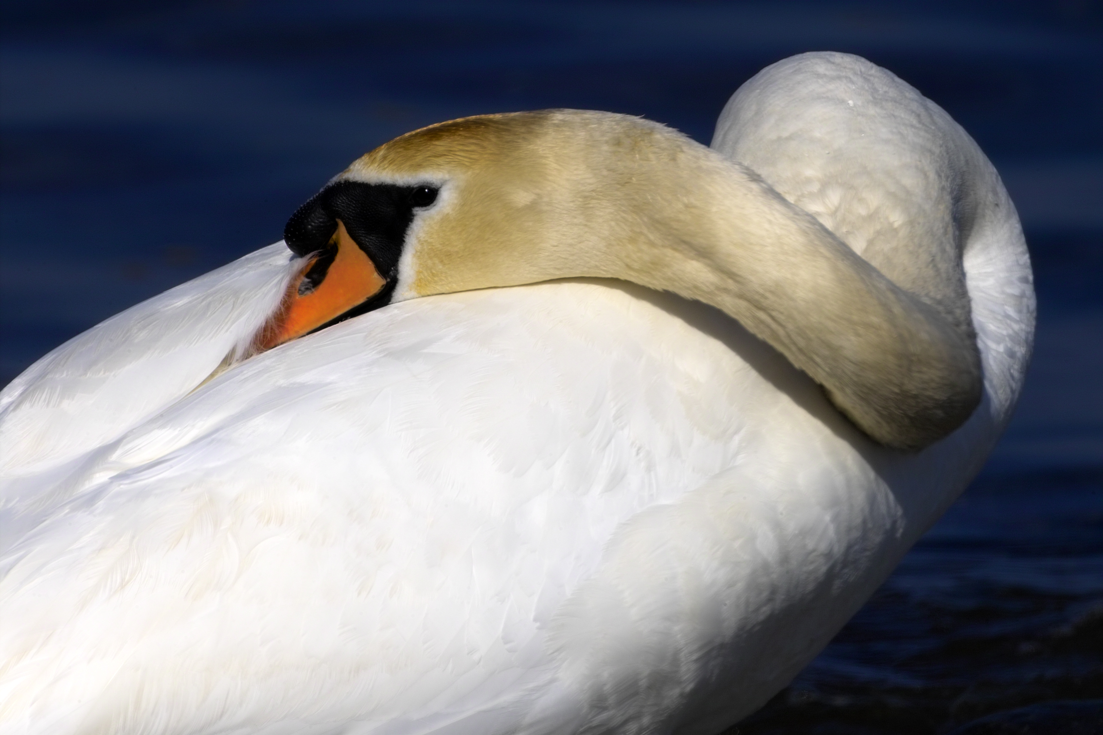 Resting Swan