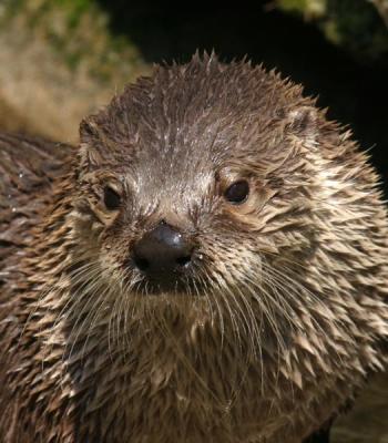 otter-4830b.jpg