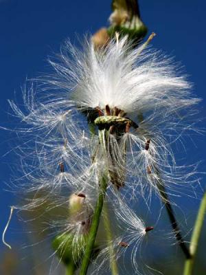 sow-thistle-m10218.jpg