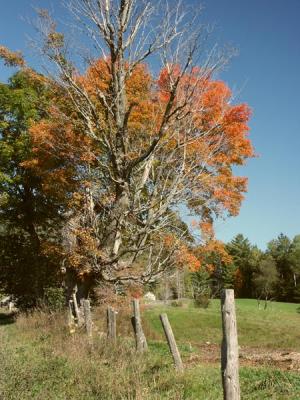 fall-04-m10184.jpg