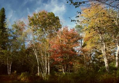 fall-04-m10237.jpg