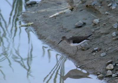 solitary-sandpiper-d5147.jpg