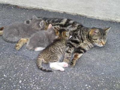 Kittens1.JPG