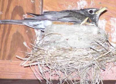 robins