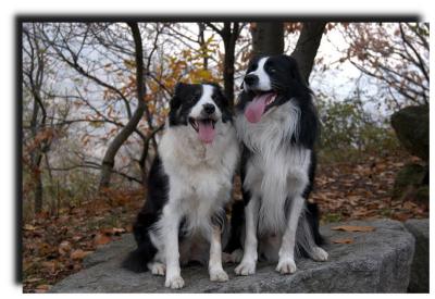 lussy_and_willy_0011