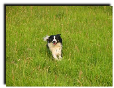 willy_0126