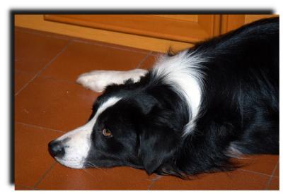 willy_0049