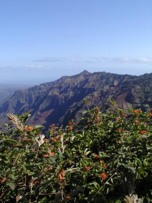 Waimea Canyon and flowers