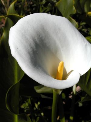 Calla Lily
