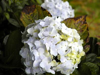 Hydrangea flowers