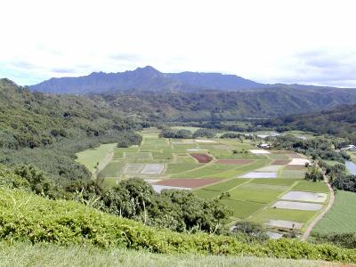 Hanalei Valley's taro fields