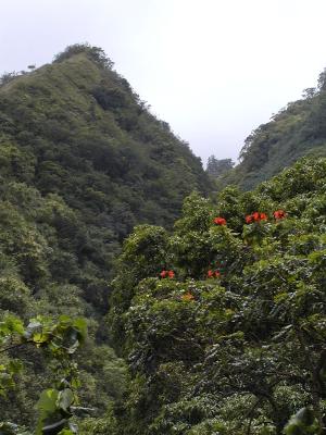 Tropical foliage along the Hana Highway