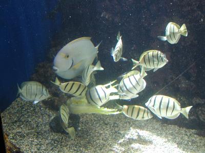 Convict Tang (striped)