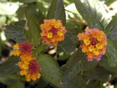Colorful flowers