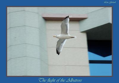 The Albatross - 12 May 04