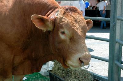 Limousin Bull