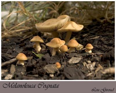 Mushrooms - Sept. 14-04