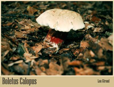 Boletus Calopus - October 05-04 - My Birthday