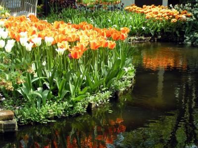 tulip