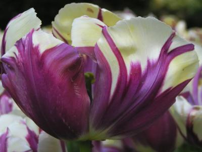 tulip