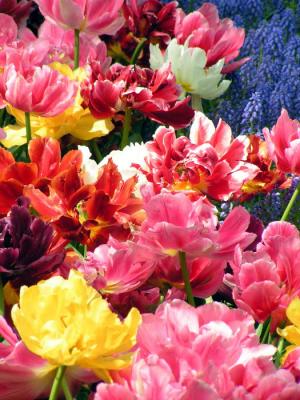 tulip