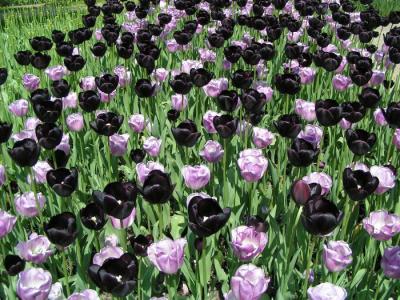 tulip