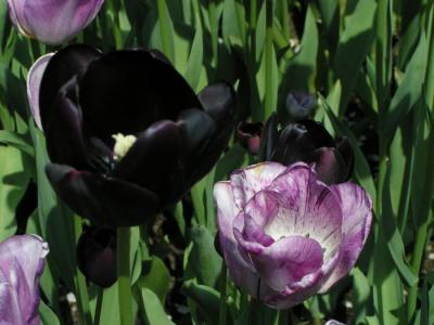 tulip