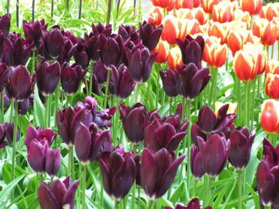 tulip