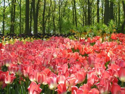 tulip