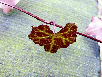 ivy leaf ~ February 16th