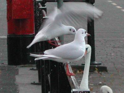 Landing Seagulls