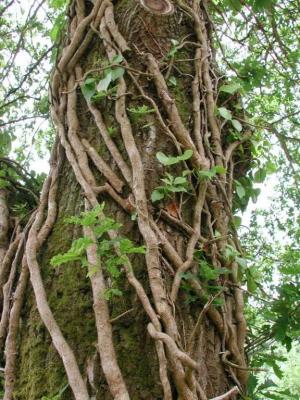 Exeter Inn - Tree.jpg