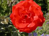 A Rose