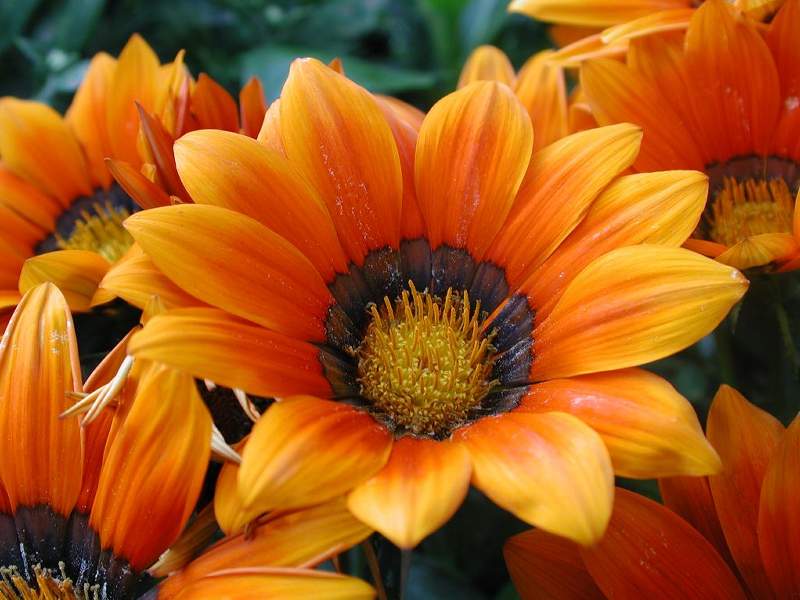 Macro Flower (680)
