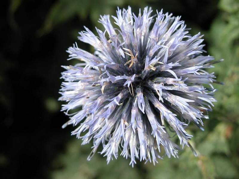 Globe Thistle