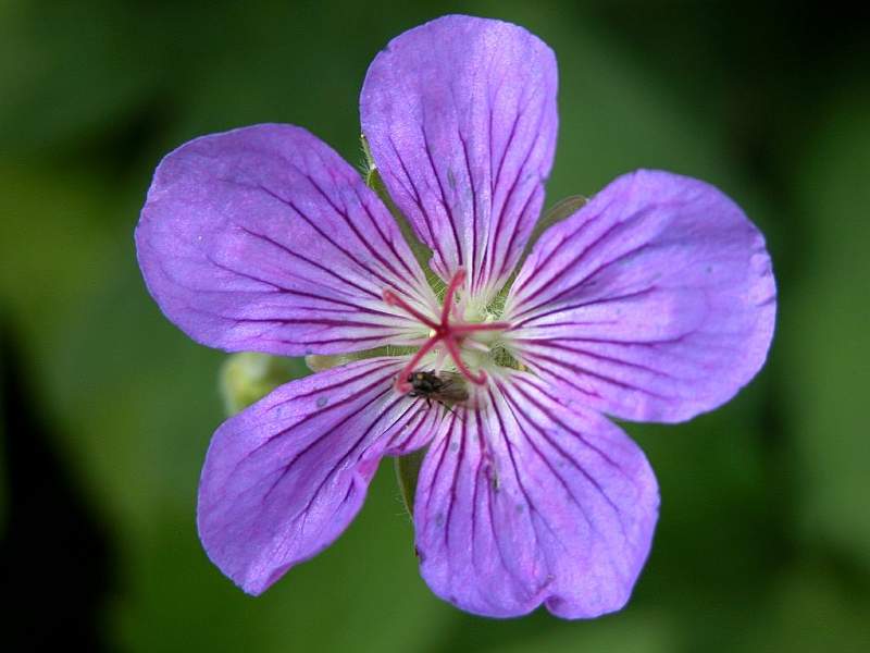Hardy Geranium
