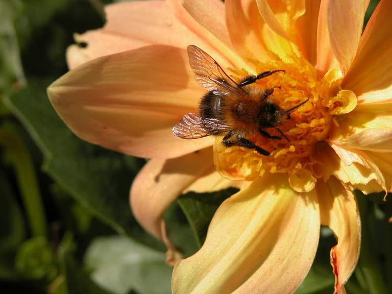 Bumble Bee