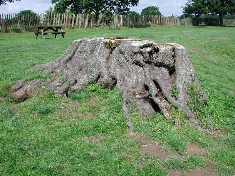 Penshurst - Tree Stump.jpg