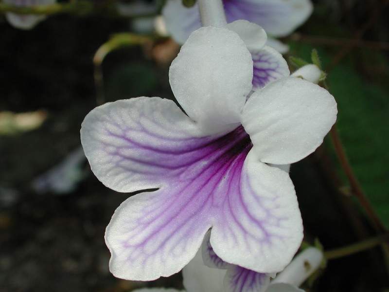 Gloxinia
