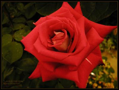 Rose.3244