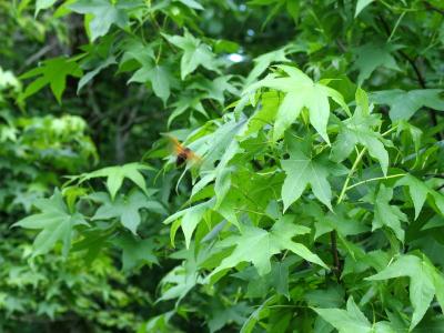 Brood X Cicada in flight
